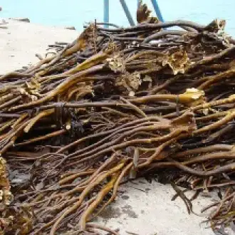 Seaweed Lessonia trabeculata brown chopped from peru