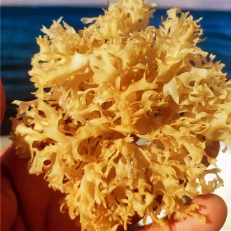  Chondrus Crispus Irish Moss From Perú-Wholesale supply