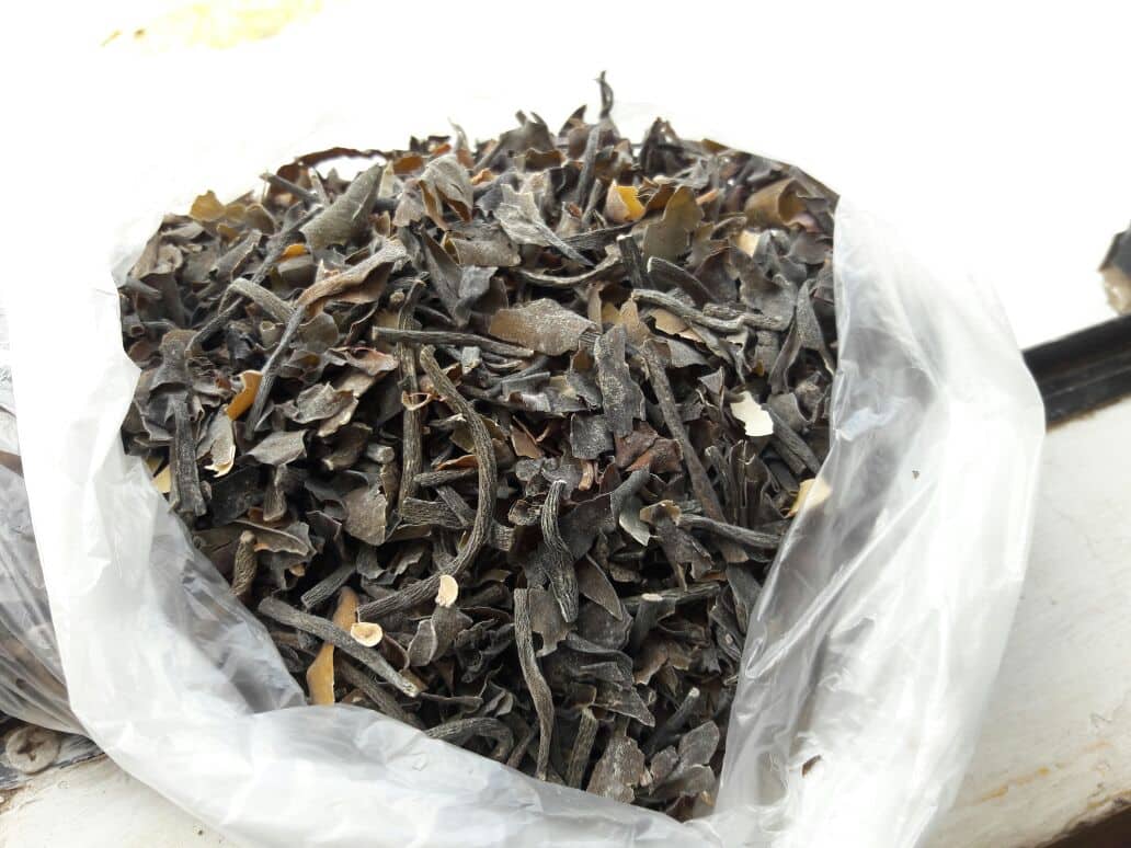 Seaweed Macrocystis integrifolia chopped brown from peru