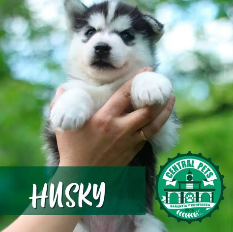 CACHORROS HUSKY SIBERIANO BELLOS DISPONNIBLES EN CP!