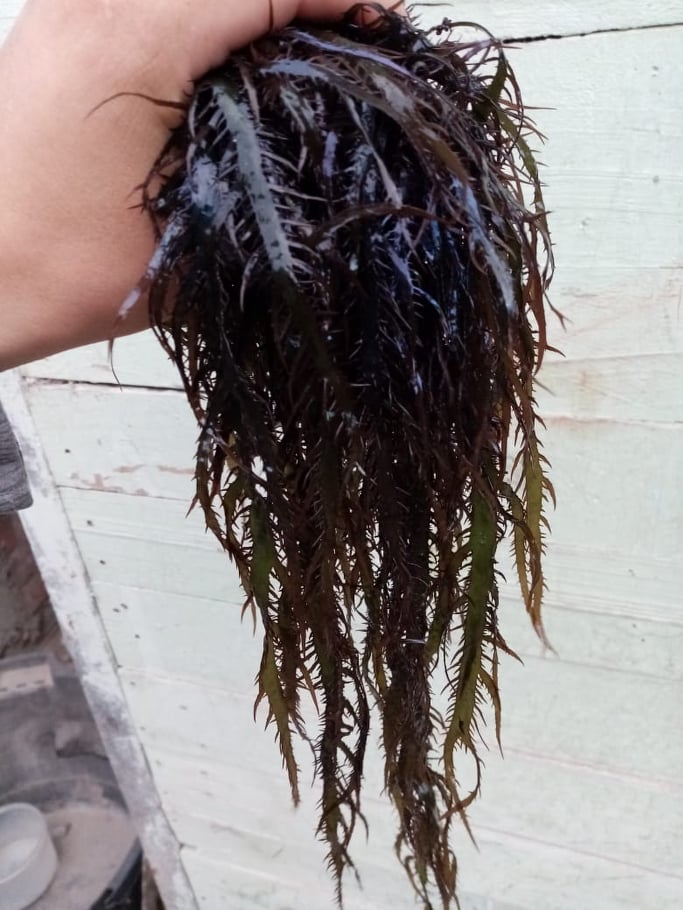 seaweed chondracanthus chamissoi yuyo,chicoria de mar,from peru