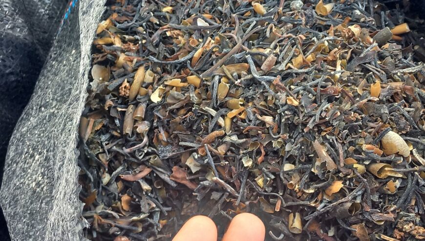 Seaweed Macrocystis integrifolia chopped brown from peru