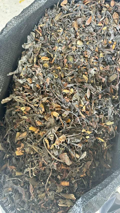Seaweed Macrocystis integrifolia chopped brown from peru