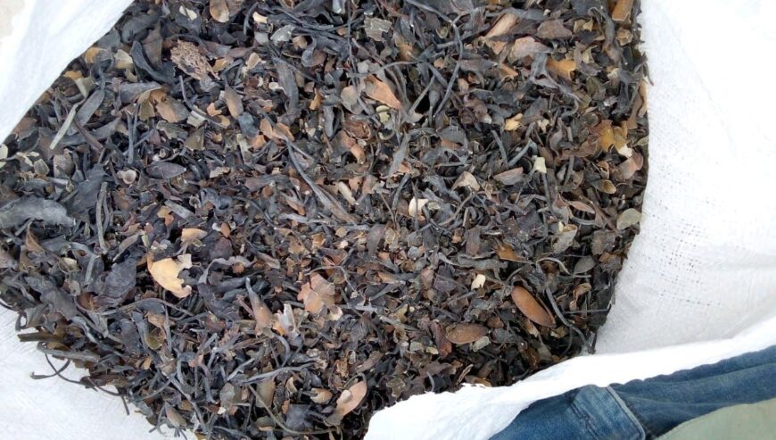 Seaweed Macrocystis integrifolia chopped brown from peru