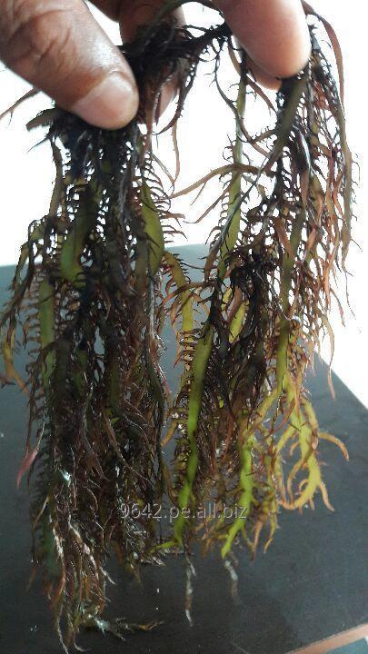 seaweed chondracanthus chamissoi yuyo,chicoria de mar,from peru