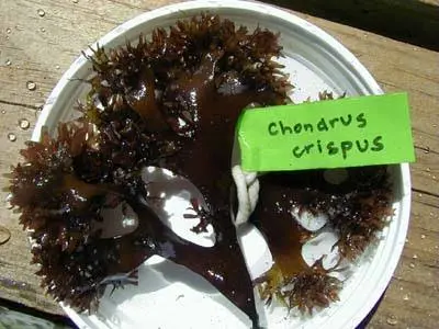  Chondrus Crispus Irish Moss From Perú-Wholesale supply