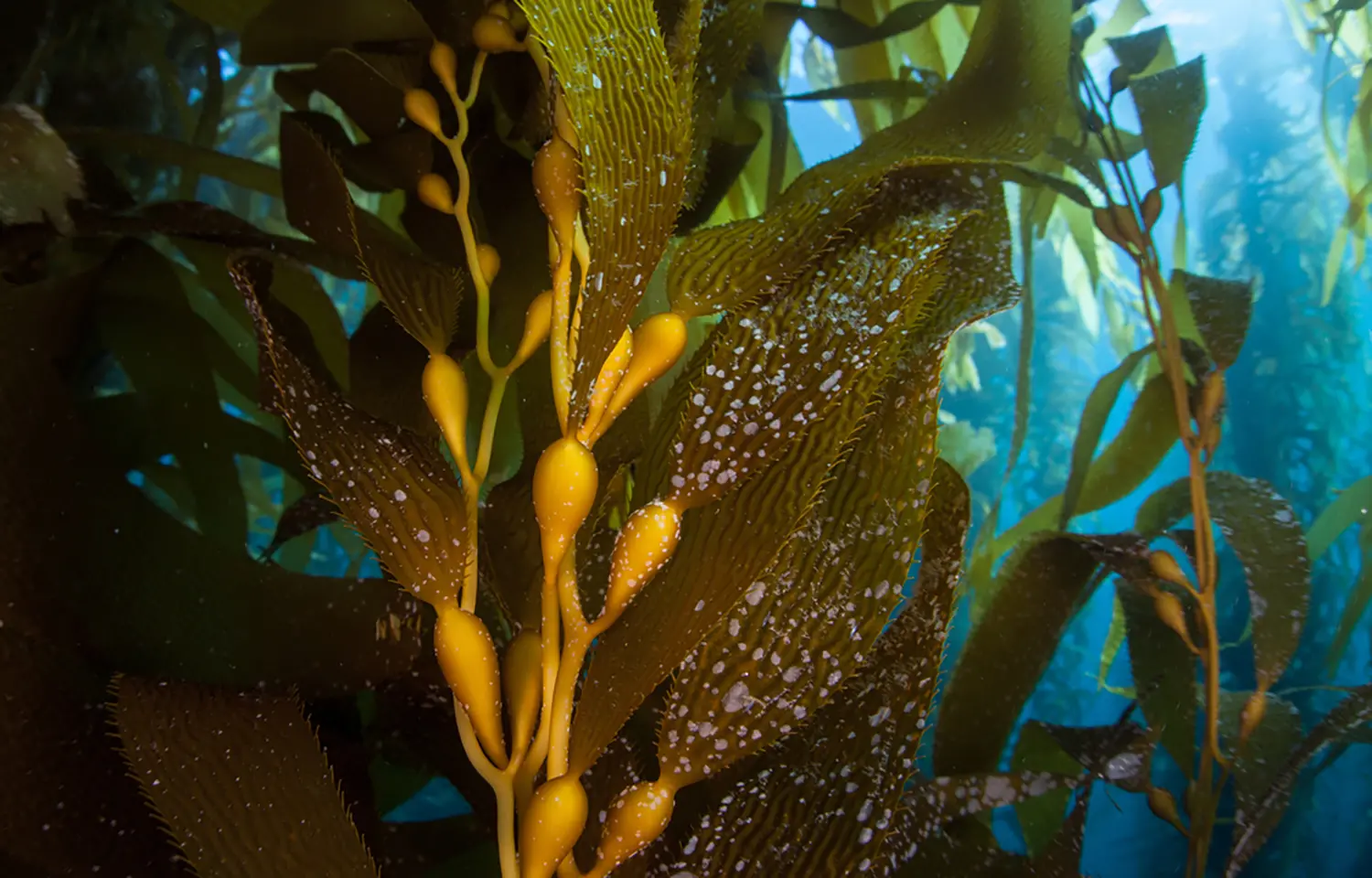 seaweed peruvian algas marinas peruvian