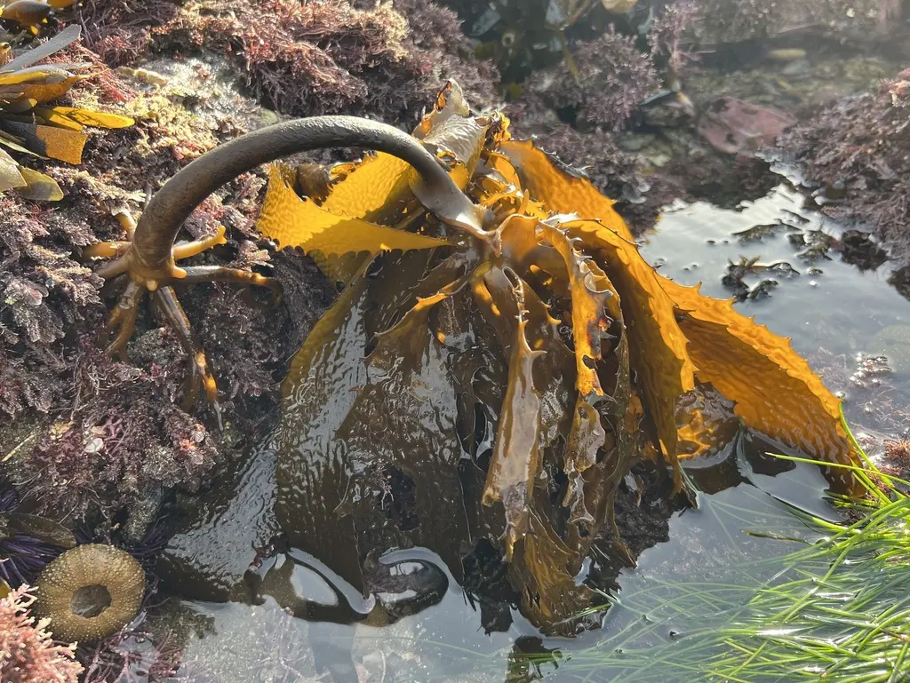seaweed peruvian algas marinas peruvian