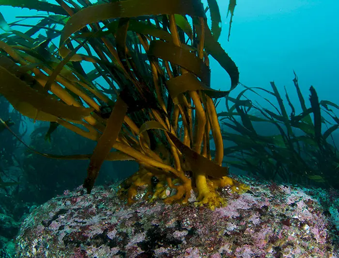 seaweed peruvian algas marinas peruvian