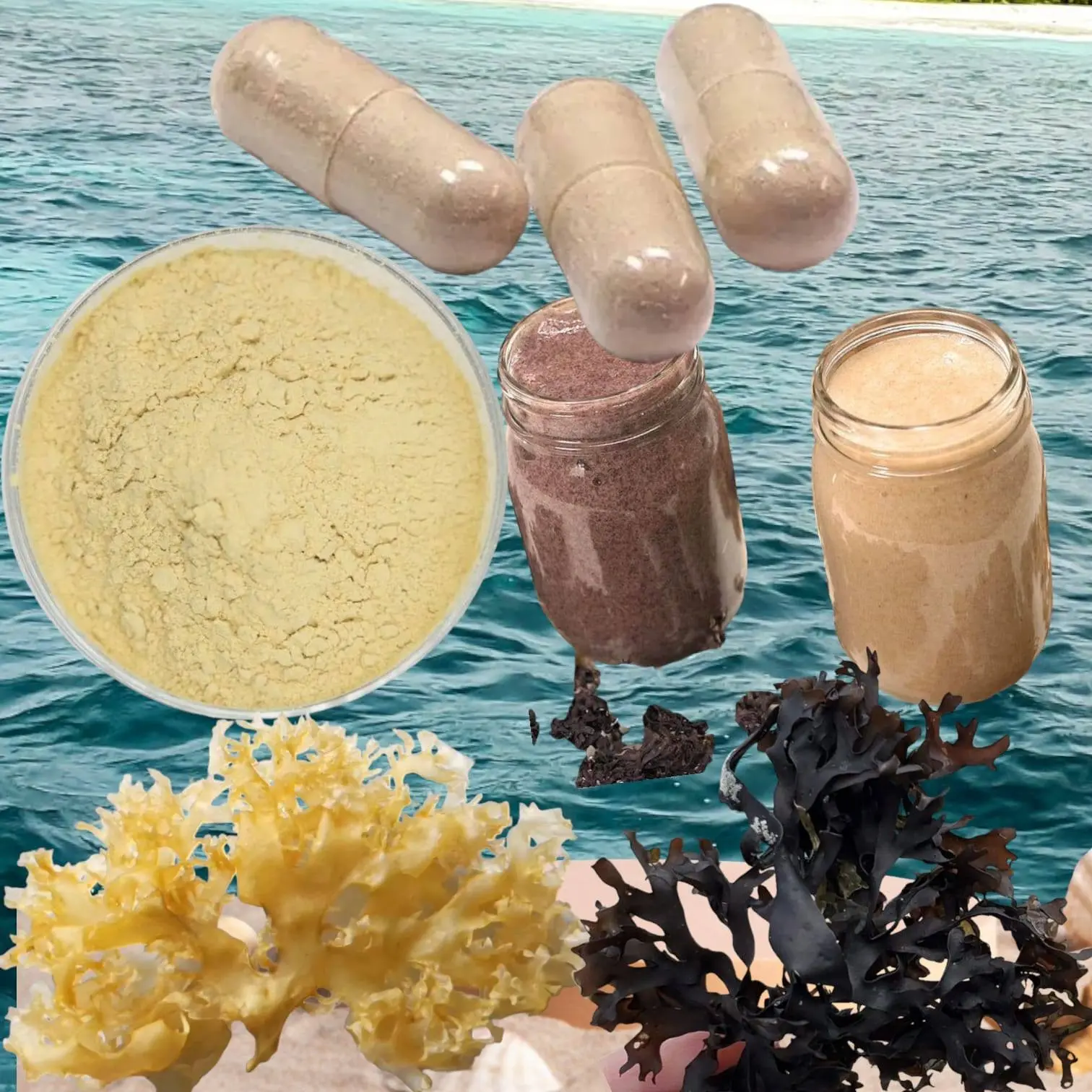 seaweed peruvian algas marinas peruvian