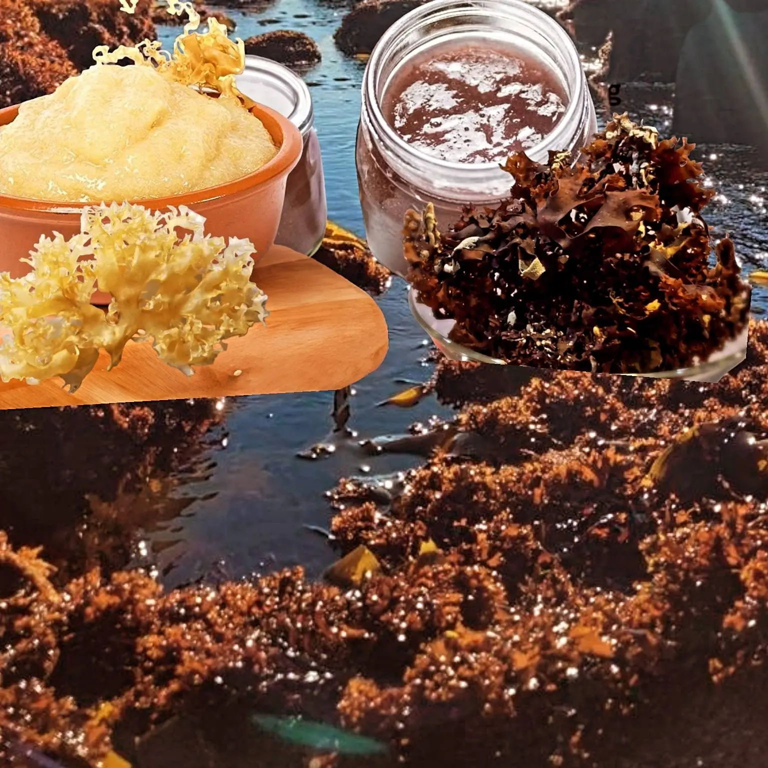 seaweed peruvian algas marinas peruvian