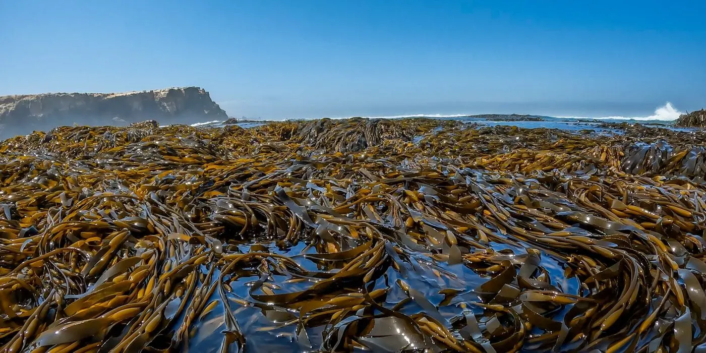 seaweed macrocystis integrifolia chopped brown from peru