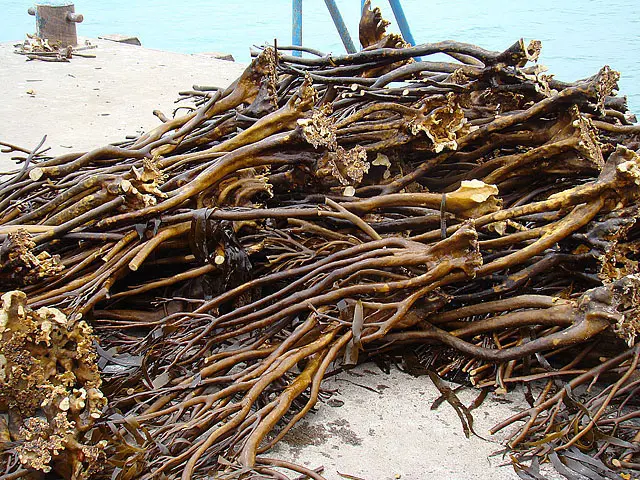 seaweed lessonia trabeculata chopped brown from peru