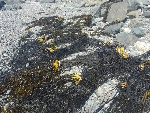 Algas marinas peruvian Seaweed Perú 