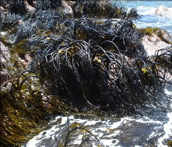 Algas marinas peruvian Seaweed Perú 