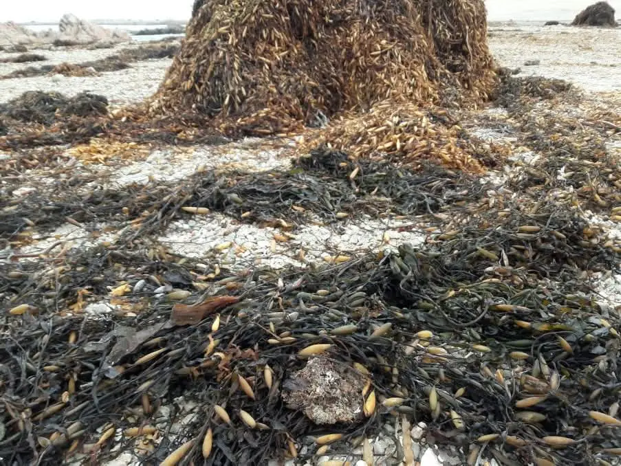Algas marinas peruvian Seaweed Perú 