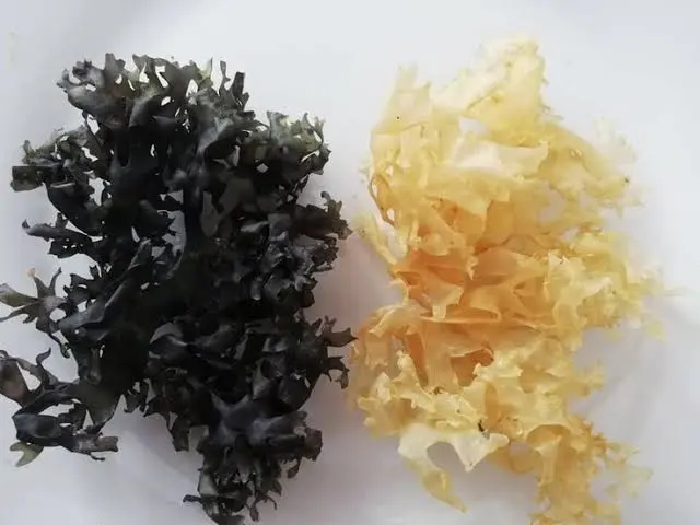 Irish Moss Chondrus Crispus purple Golden origin peru-Wholesale in Stock 
