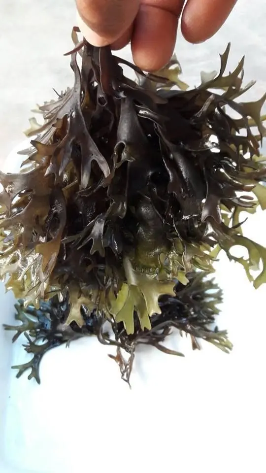 Irish Moss Chondrus Crispus purple Golden origin peru-Wholesale in Stock 