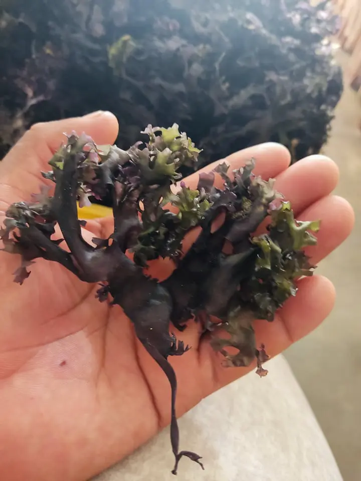 Irish Moss Chondrus Crispus purple Golden origin peru-Wholesale in Stock 