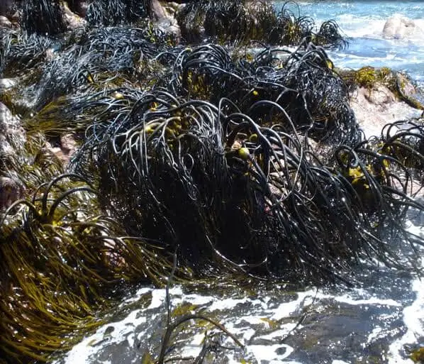 seaweed lessonia Nigrescens chopped brown from peru