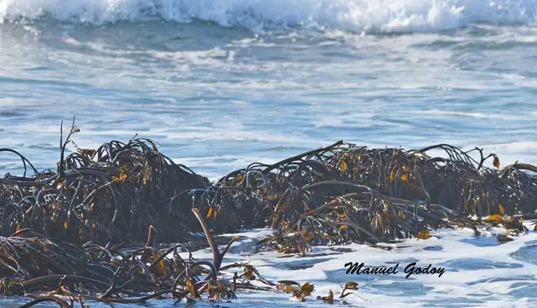 seaweed lessonia Nigrescens chopped brown from peru
