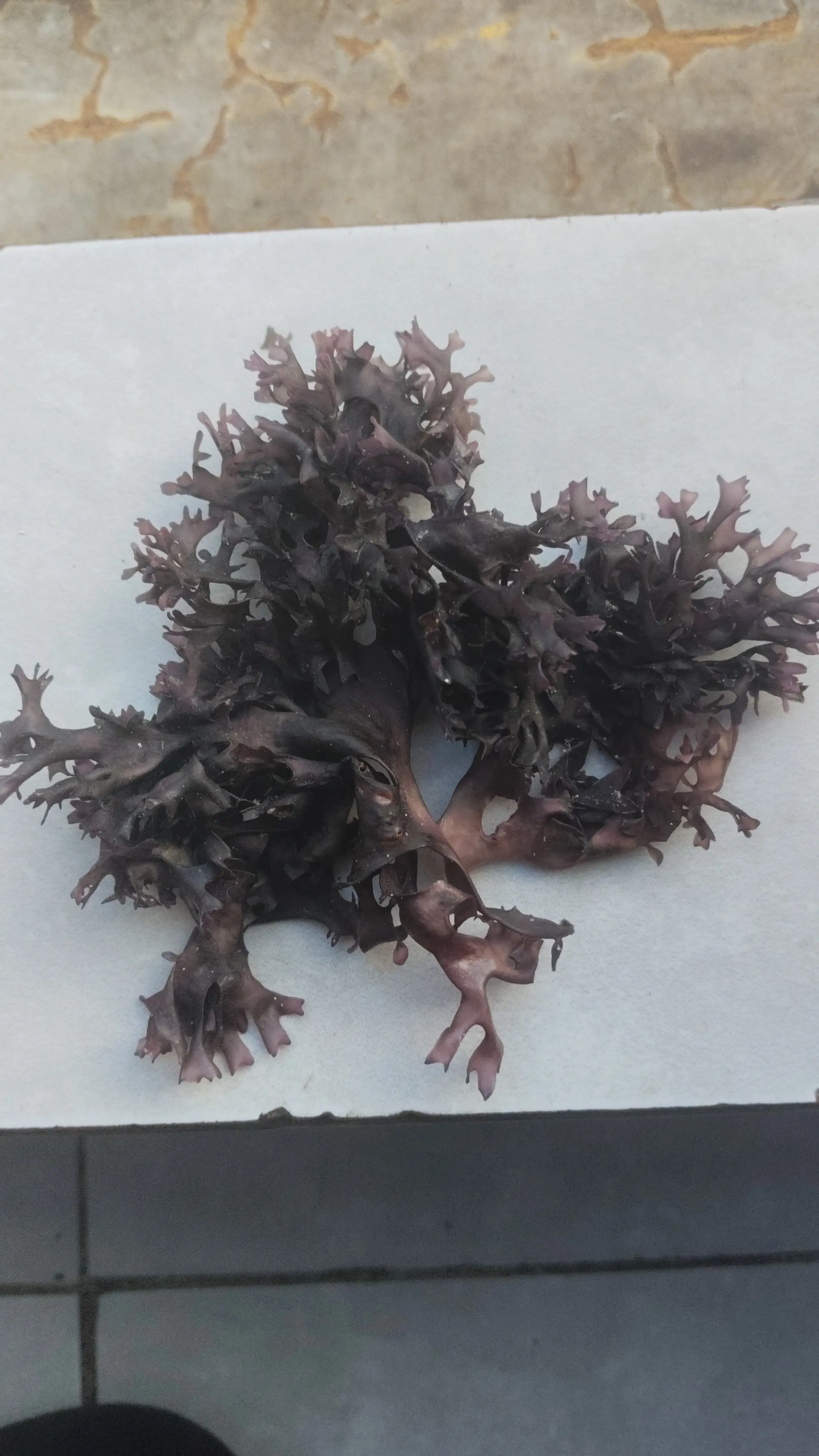  Chondrus Crispus Irish Moss From Perú-Wholesale supply