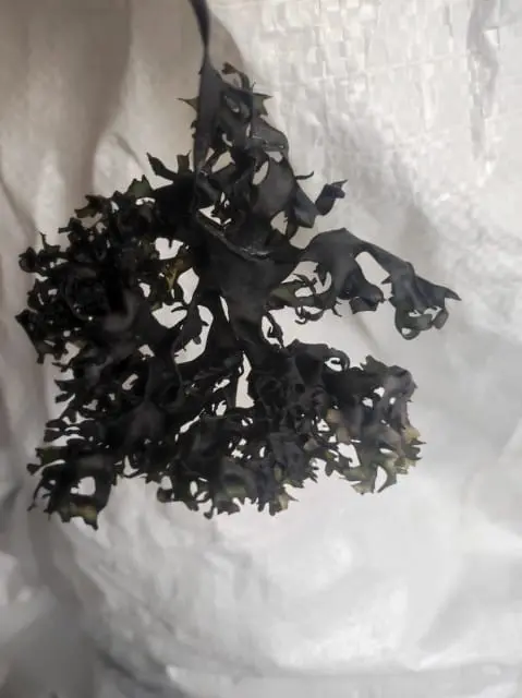  Chondrus Crispus Irish Moss From Perú-Wholesale supply