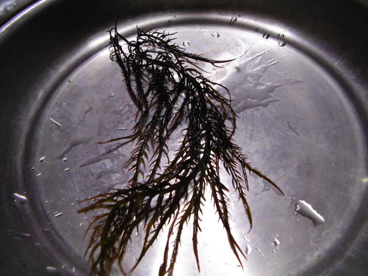 seaweed chondracanthus chamissoi yuyo,chicoria de mar,from peru