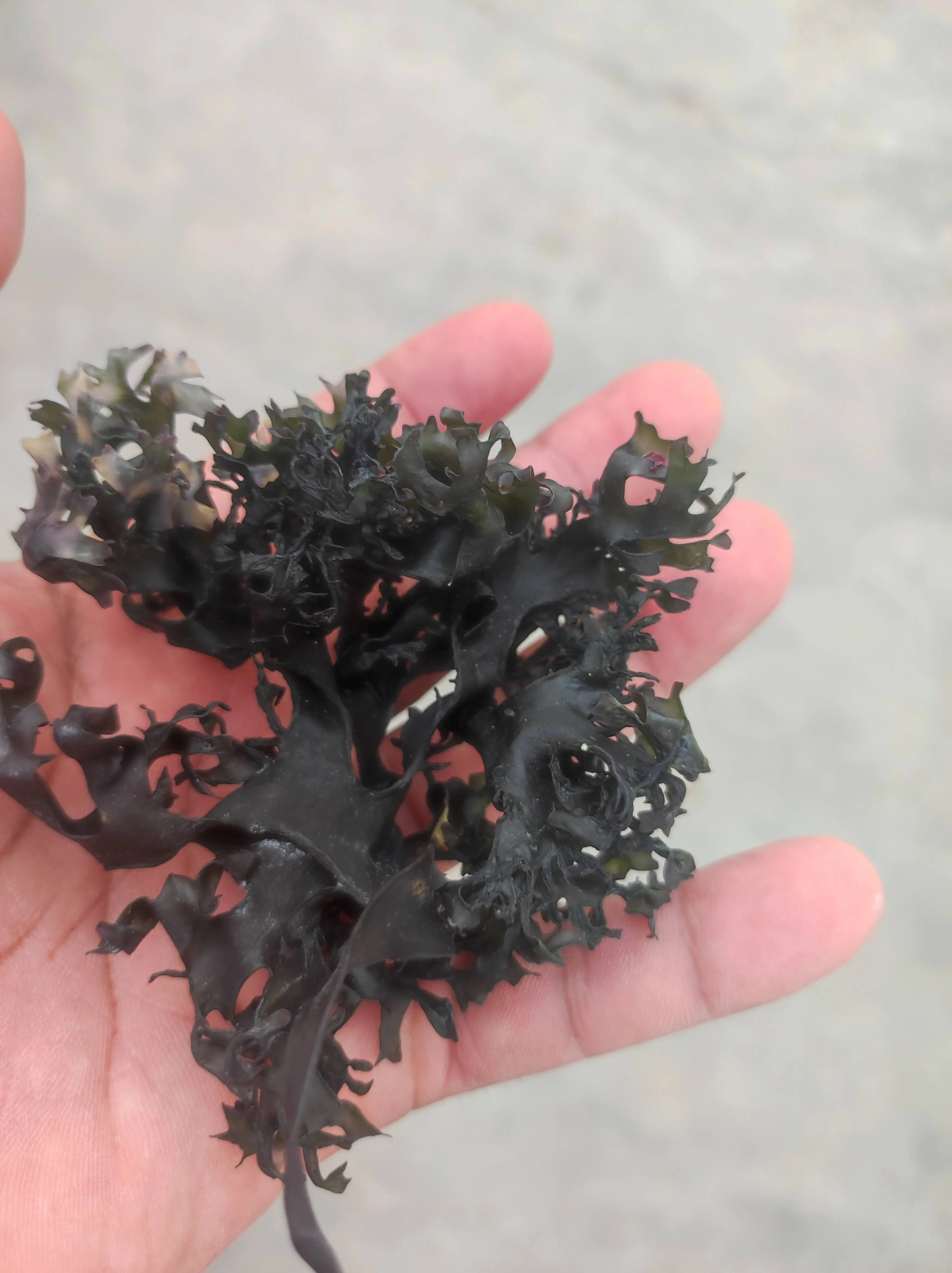  Chondrus Crispus Irish Moss From Perú-Wholesale supply