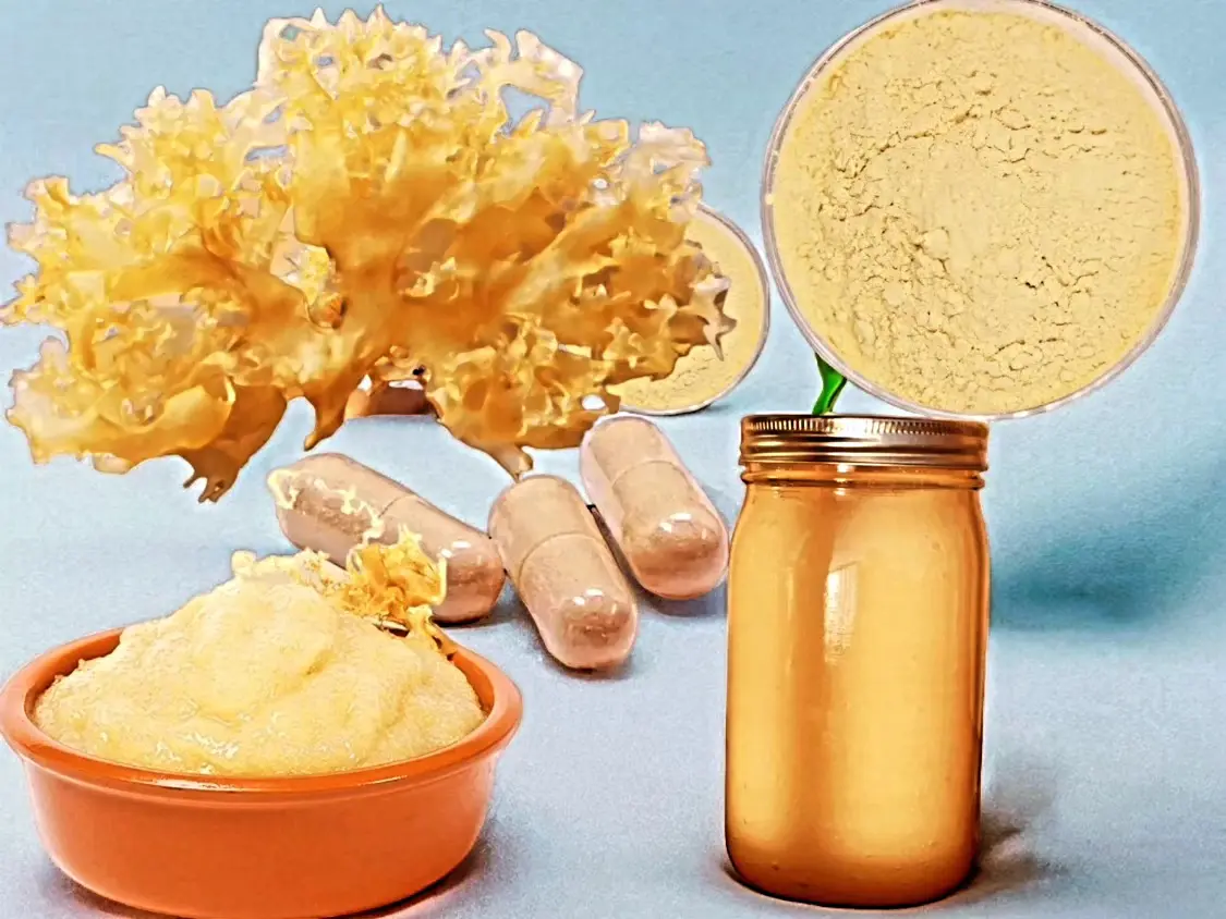  Chondrus Crispus Irish Moss From Perú-Wholesale supply