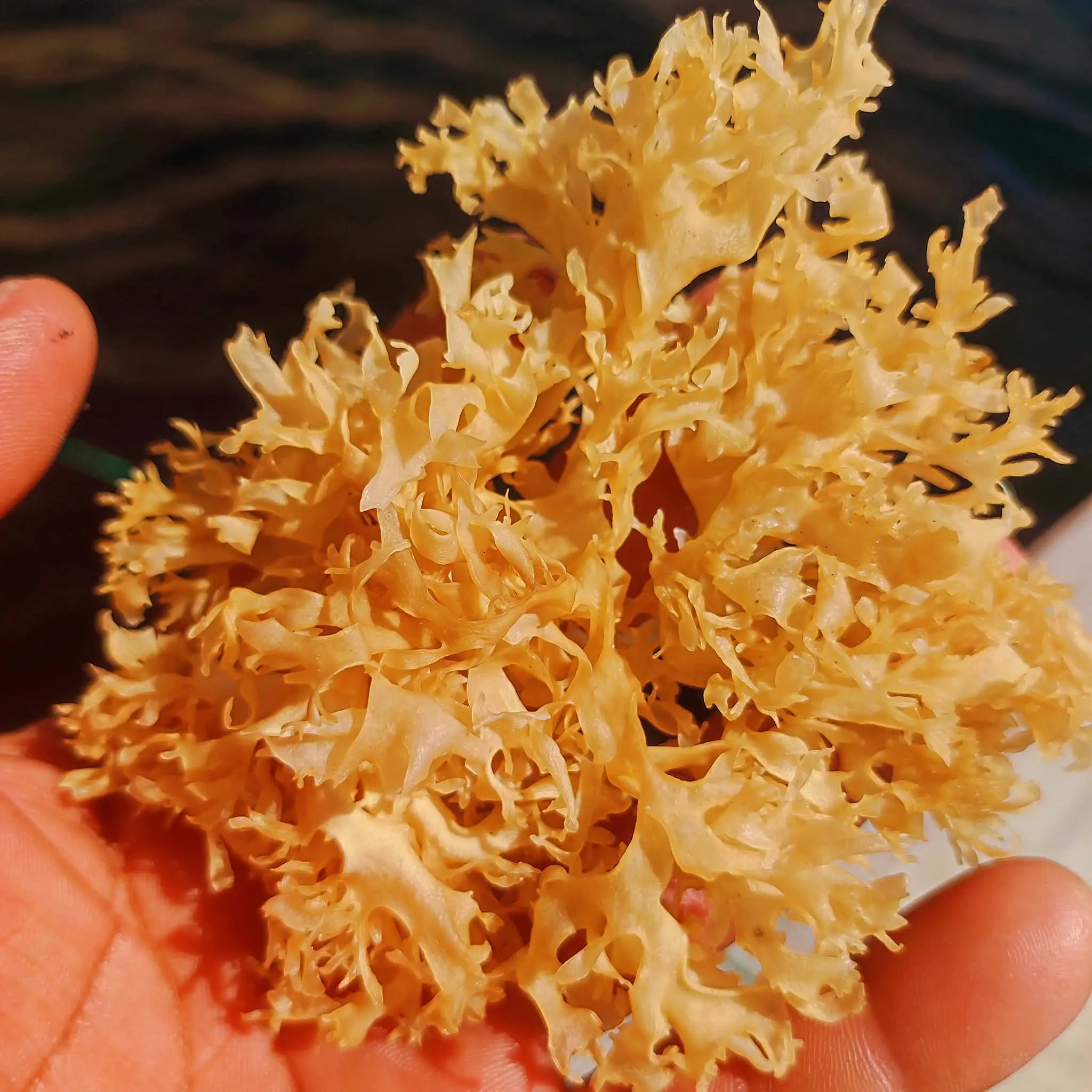  Chondrus Crispus Irish Moss From Perú-Wholesale supply