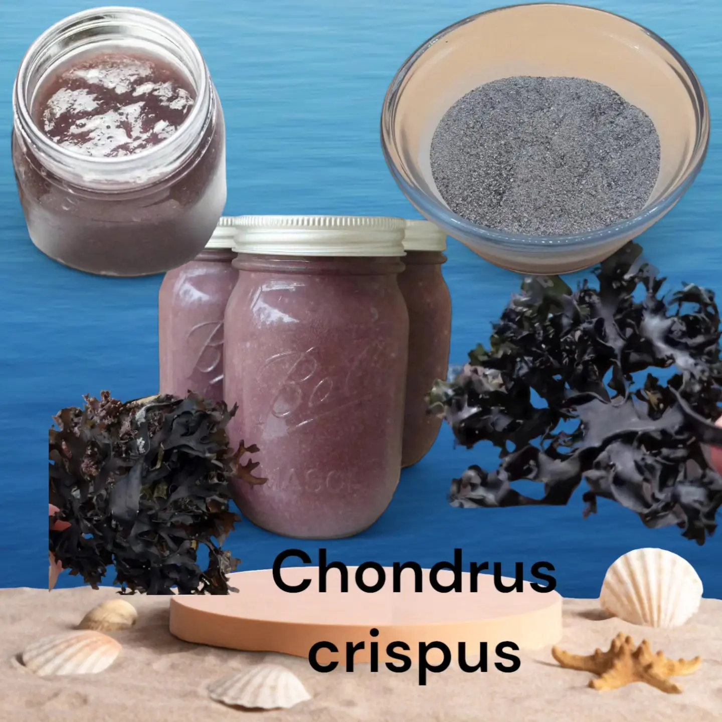  Chondrus Crispus Irish Moss From Perú-Wholesale supply