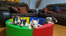 HERMOSOS CACHORROS BULL TERRIER