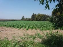 40000 m² – Terreno Agricula en Chincha en Venta - Los Ángeles