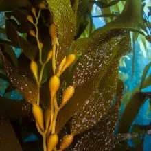 seaweed peruvian algas marinas peruvian