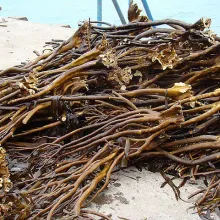 seaweed lessonia trabeculata chopped brown from peru