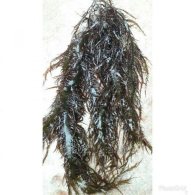 seaweed chondracanthus chamissoi yuyo,chicoria de mar,from peru